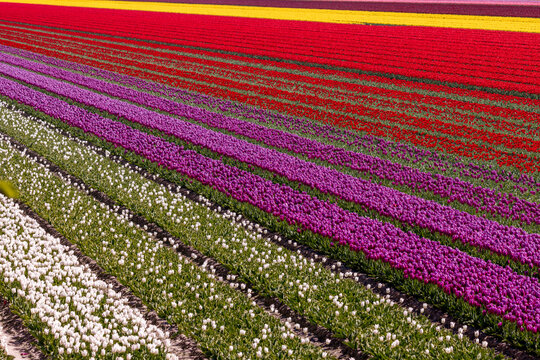 View of vibrant rows of white, purple, red, and yellow tulips in a field in Burgh, Zeeland, Netherlands.