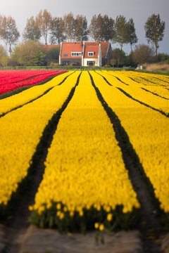 View of vibrant yellow and red tulip fields stretching towards a traditional house surrounded by trees in Burgh, Zeeland, Netherlands.