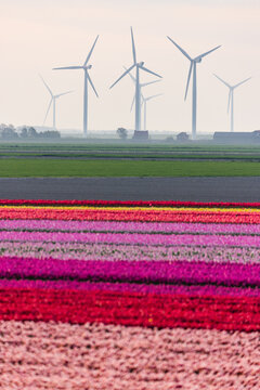 View of vibrant rows of colorful tulips in a vast agricultural field with wind turbines standing in the distance under a soft sky in Burgh, Zeeland, Netherlands.