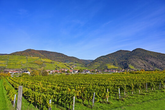 Autumn Landscape of Wachau Valley Vineyards with Spitz and Jauerling Hills in Lower Austria