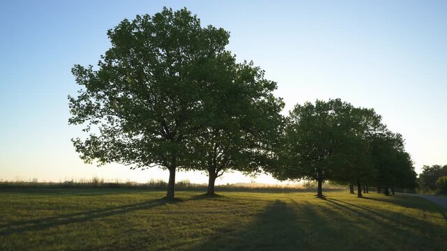 tree against sunrise morning light 4K