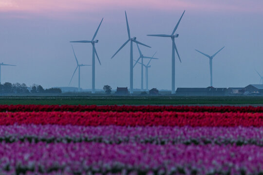 View of wind turbines rising above vibrant rows of colorful tulip fields under a soft twilight sky in Burgh, Zeeland, Netherlands.