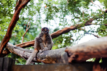 Naklejka premium Lemur sitting on a thick tree branch in a leafy tropical enclosure with soft bokeh background.