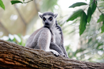 Naklejka premium Close-up of a lemur sitting on a tree branch with soft green background.