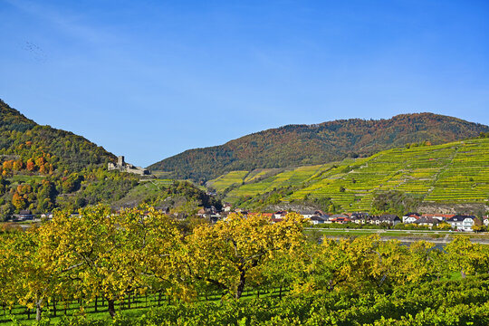 Autumn View of Wachau Valley with Golden Fruit Trees, Vineyards, and Hinterhaus Castle Ruins