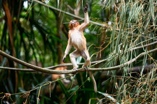Proboscis monkey balancing on branch in lush tropical habitat.