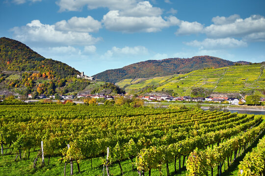 Panoramic Autumn View of Wachau Valley Vineyards with Danube River and Hinterhaus Castle Ruins