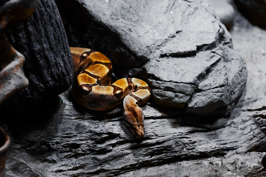 Ball python coiled on rocks in a dark terrarium environment.