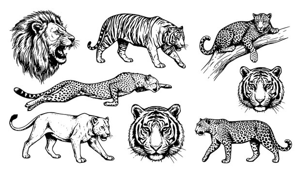 Wild Predator Tiger Lion Cheetah Leopard Hand Ink Vector Set