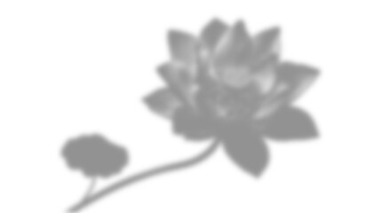 Fototapeta premium Natural light shadow overlay effect for photo presentation, soft shadow of lotus flower with stem and leaf isolated on transparent background