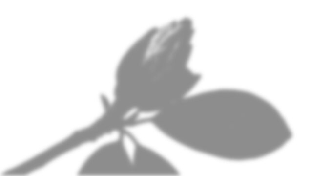 Shadow overlay effect, blurred shadow of leaves and flower on a white wall mock up for design isolated on transparent background
