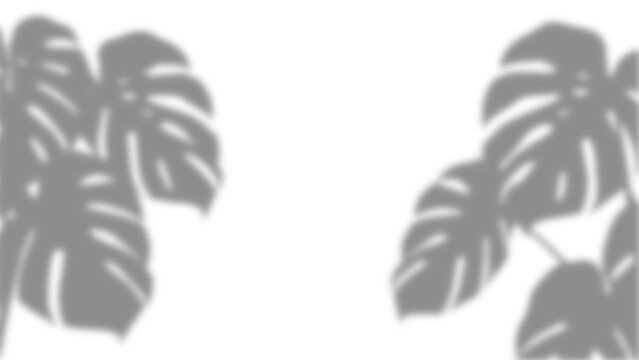 Realistic monstera leaf shadow overlay, tropical foliage silhouette, natural botanical light effect, isolated on transparent background