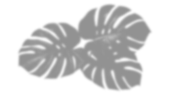 Light and shadow overlay effect transparent shadow of tropical monstera leaves isolated on transparent background