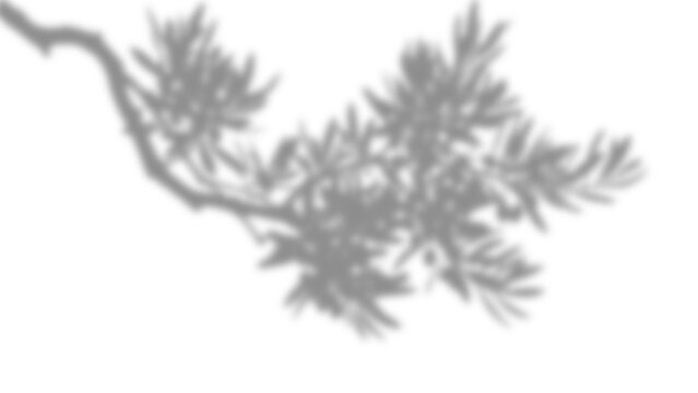 Soft shadow of a pine tree branch cast on a white wall, creating a natural and organic overlay effect for creative photography and design projects isolated on transparent background