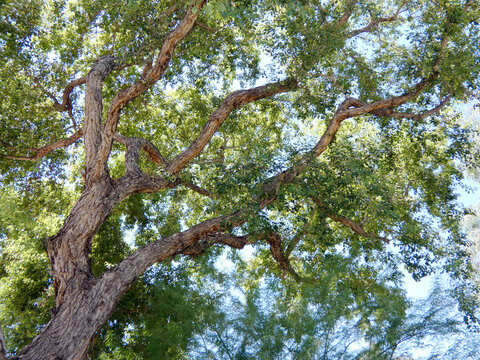 mature tree trunk and branches with rough bark and green leaves in late spring in Scottsdale AZ