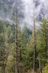 Fototapeta premium Misty forest scene with tall dead trees and evergreen forest background