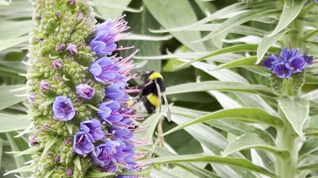 Pollinating Bumblebee Among Purple Garden Flowers - 4K