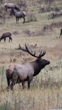 Bull Elk Bugling During Rutting Season in Meadow Side View
