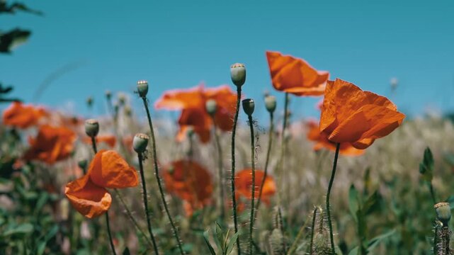 Close-up of bright red poppies and green seed pods gently swaying in a sunlit meadow under a clear blue sky. Concept of summer tranquility, natural beauty, and vibrant botanical growth.