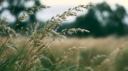 Fototapeta premium Tall grasses sway gently in a sunlit meadow with soft focus background and natural color tones