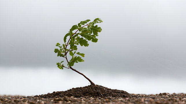Young oak tree sapling Quercus robur bend in strong wind with dramatic stormy sky background, resilience and climate change concept image