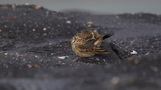 An adult European rock pipit (Anthus petrosus) standing on the rocks by the sea and preening its feathers