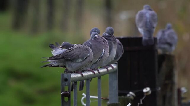 Seven common wood pigeon (Columba palumbus) sitting on a fench and preening their feathers