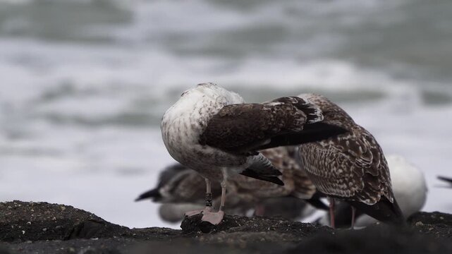 A juvenile Great Black-backed Gull (Larus marinus) preening its feathers thoroughly while standing by the sea