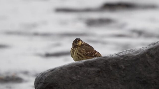 An adult European rock pipit (Anthus petrosus) sitting on the rocks near the sea and is inspecting its surroundings thoroughly