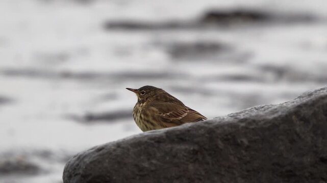 An adult European rock pipit (Anthus petrosus) sitting on the rocks near the sea and is startled for a moment