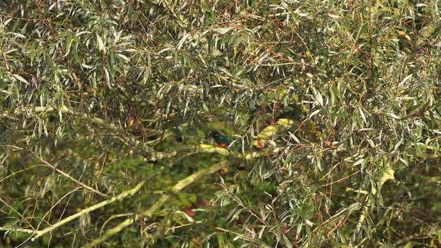 A common kingfisher (Alcedo atthis) hiding itselfs on a willow tree between the leaves and is finally flying away