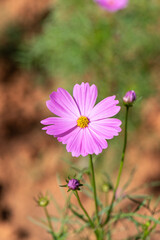 Fototapeta premium Single purple pink cosmos flower in full bloom with green stem