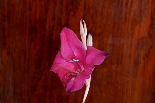 Maroon Gladiola 01
