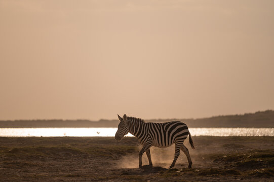 View of a zebra walking through the dusty plains of Amboseli National Park at golden hour with a shimmering lake in the background in Kajiado County, Kenya.