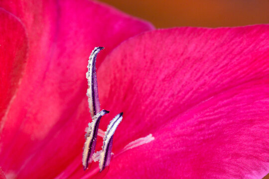 Gladiola Anther Abstract 03