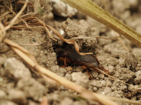 Escarabajo de tierra (Carabidae) escondi&eacute;ndose en el suelo seco entre restos vegetales. Imagen detallada de un cole&oacute;ptero en su h&aacute;bitat natural terrestre.