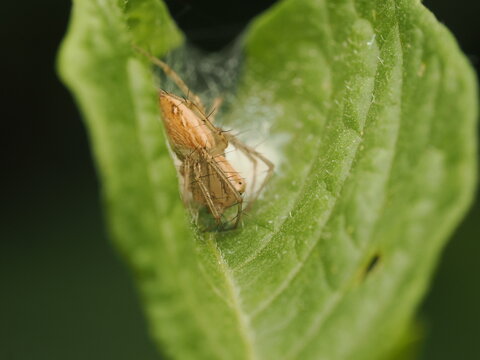 Ara&ntilde;a lince (Oxyopidae) protegiendo cuidadosamente su saco de huevos de seda blanca sobre una hoja verde. Excelente detalle de la biodiversidad en la naturaleza y vida salvaje.