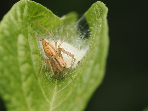 Ara&ntilde;a lince (Oxyopidae) protegiendo cuidadosamente su saco de huevos de seda blanca sobre una hoja verde. Excelente detalle de la biodiversidad en la naturaleza y vida salvaje.
