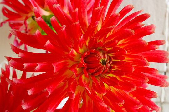Brandon J Dahlia Closeup 01