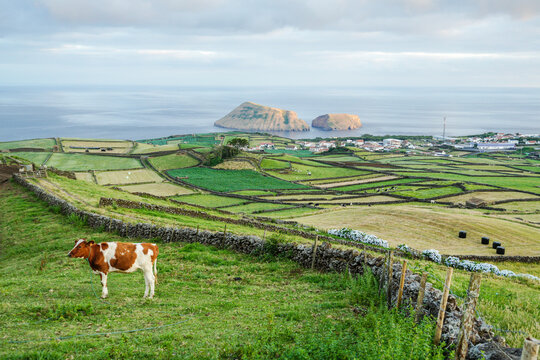 A brown and white dairy cow stands in a lush green pasture bordered by traditional stone walls, with a scenic backdrop of coastal village and Ilheus das Cabras islets in Terceira Island, Azores