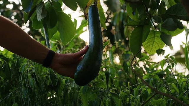 Hand Holds a Ripe Avocado on a Leafy Tree, Backlit by Warm Sunlight in a Lush Garden, Showing Fresh Harvest and Healthy Eating