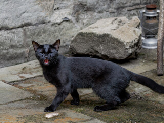 The cute kitty © Liam