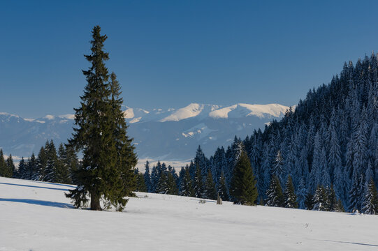 View of the Low Tatras mountain range seen from the snowy slopes of Velky Choc with evergreen pine trees under a clear blue sky in Chocske vrchy mountains, Zilina Region, Slovakia.