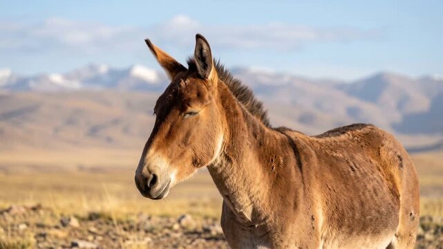 kiang close up at morning light in the beautiful tibetan plateau china landscape video