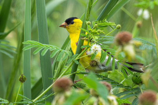 Male American goldfinch perched on a plant.