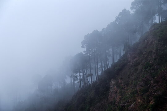View of pine trees on a foggy mountain slope in the hill station of Murree, Punjab, Pakistan.
