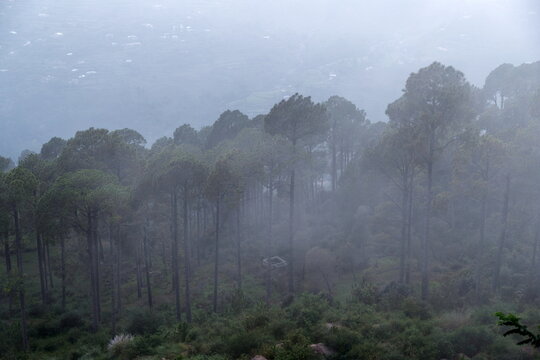View of dense pine forest shrouded in thick mist with tall evergreen trees and a small stone structure nestled among the foliage in Murree, Punjab, Pakistan.