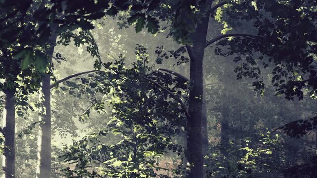 Morning light filters through the tall trees in a misty forest. Green leaves surround the area. The scene shows a peaceful natural setting.