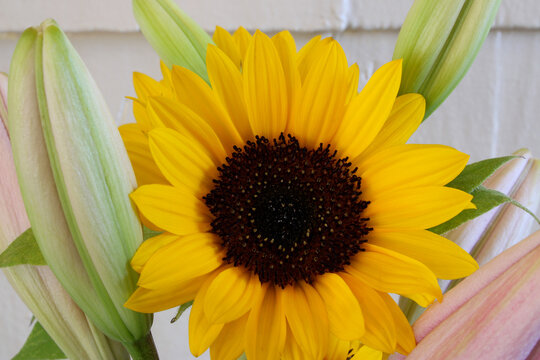 Yellow Petal Mandala 04