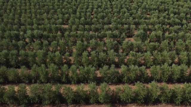 Dense overhead aerial of uniform olive trees in neat rows filling the entire frame